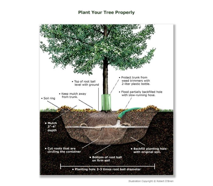 How to plant a tree in texas