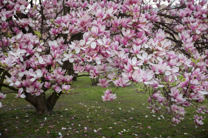 Magnolia tree when to plant