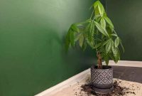 Repotting money tree plant