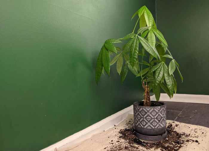 Repotting money tree plant