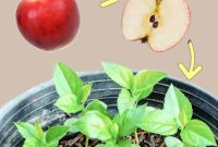 How to plant an apple seed