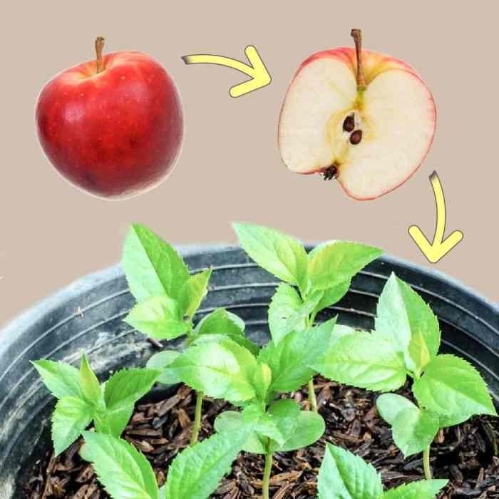 How to plant an apple seed