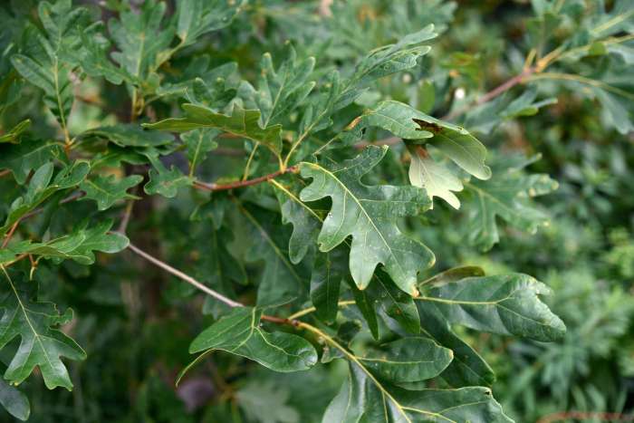 How to plant white oak trees