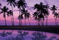 Purple palm tree plant