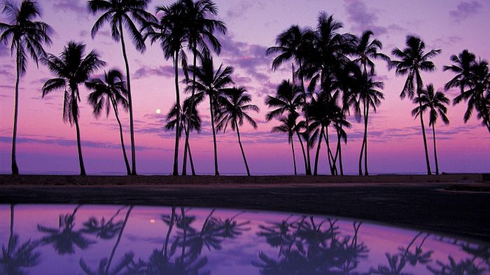 Purple palm tree plant